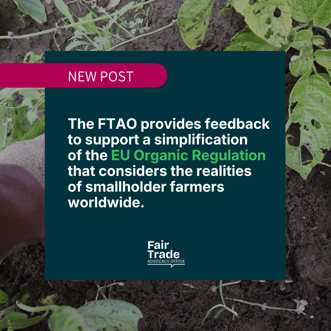 The Fair Trade Advocacy Office’s feedback to the Call for evidence on targeted updates and simplification of the EU Organic Regulation
