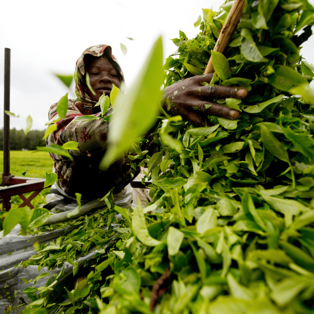 Sustainable Agri-food Systems