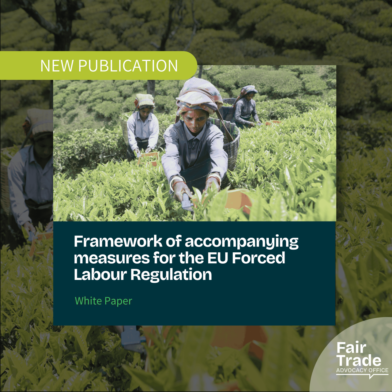 Framework of accompanying measures for the EU Forced Labour Regulation