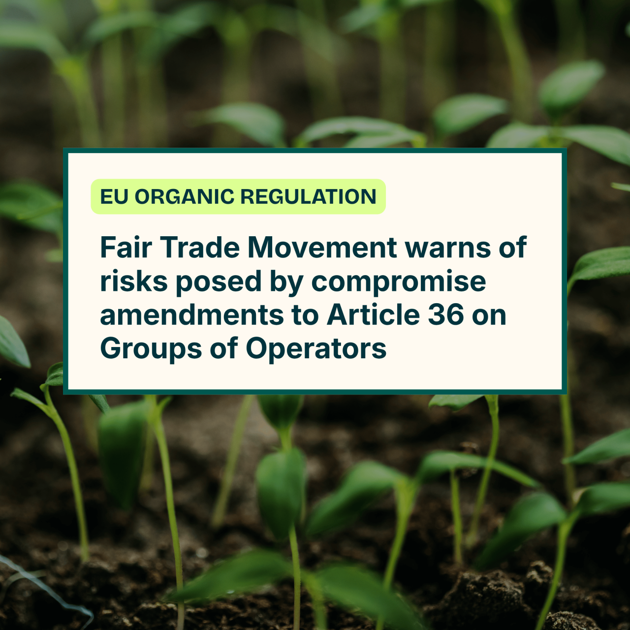 EU Organic Regulation: Fair Trade Movement warns of risks posed by compromise amendments to Article 36 on Groups of Operators