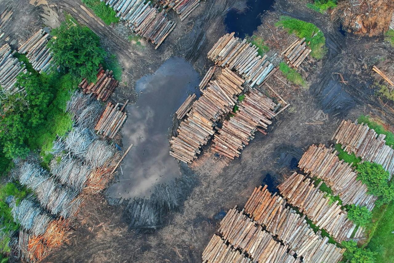 Deforestation-free supply chains