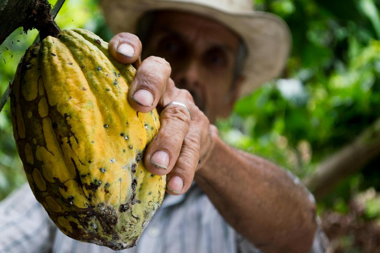 Compliance costs of cocoa cooperatives in the Ivory Coast with the EU Deforestation Regulation