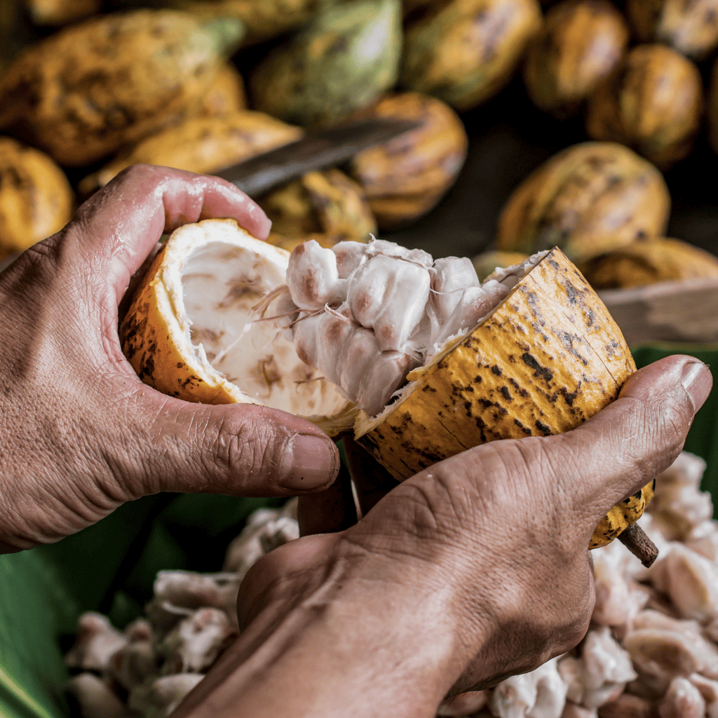 Sustainable Cocoa